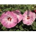 Гибискус Hibiscus Tie Dye